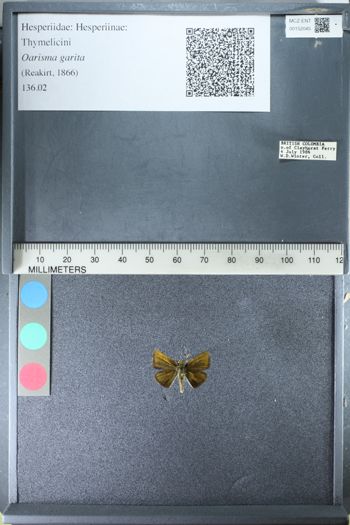 Media type: image;   Entomology 152045